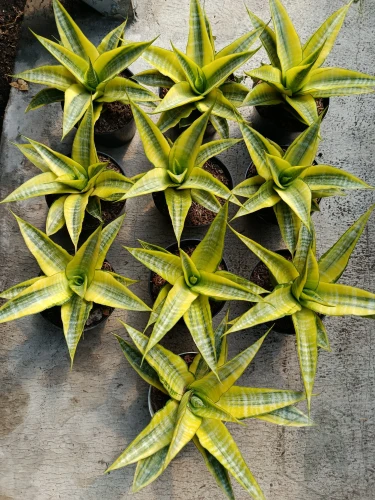 Sanseveria.webp