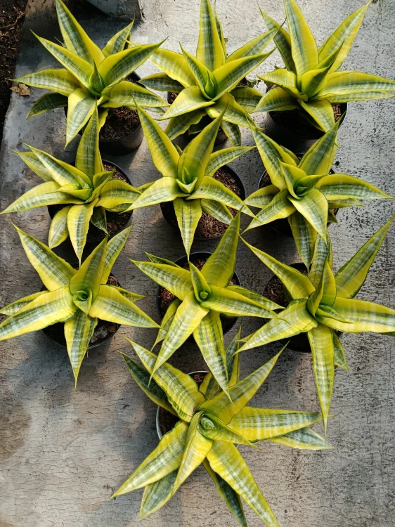 Sanseveria.webp