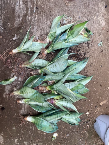 Sansevieria (42).webp