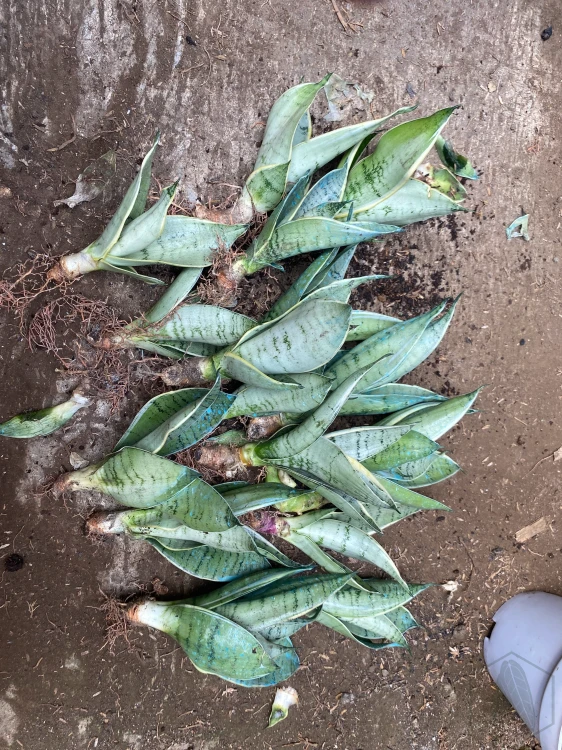 Sansevieria (42).webp