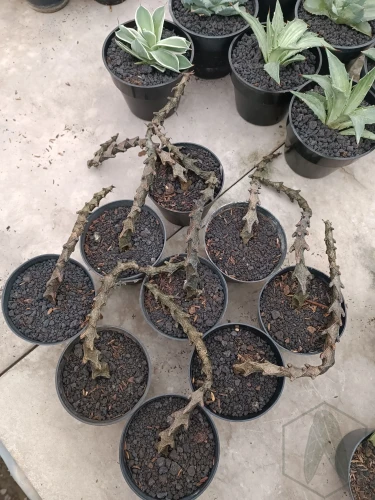Ceropegia.webp