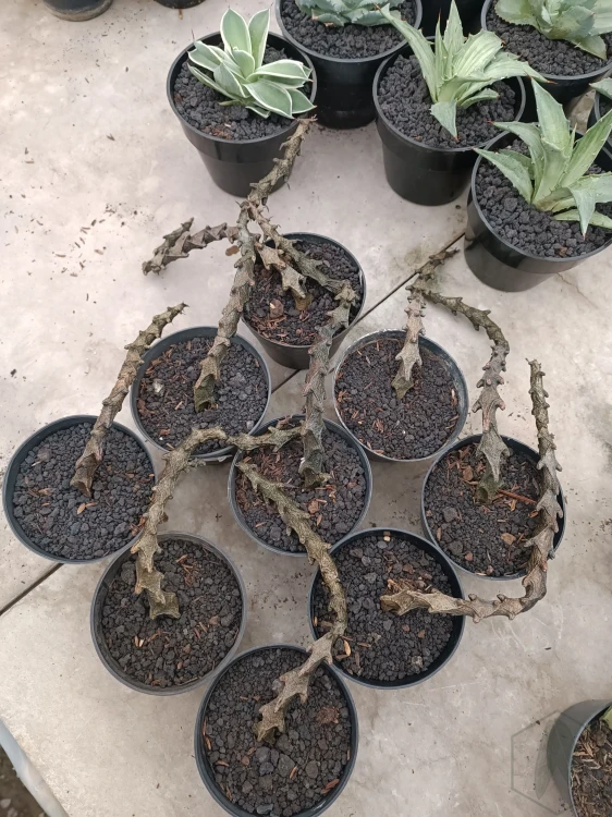 Ceropegia.webp