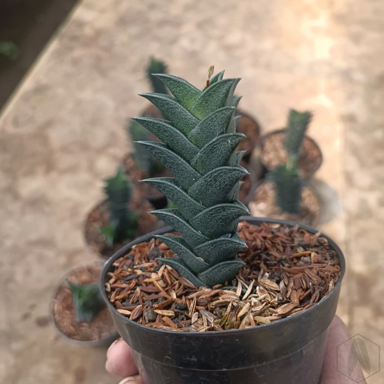Haworthia (7).webp