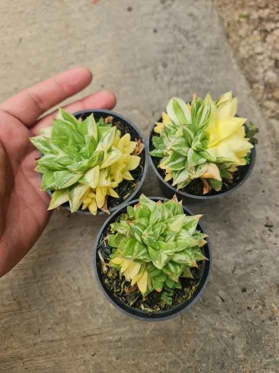 Haworthia (8).webp