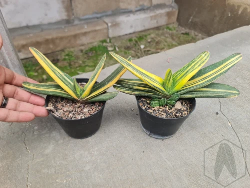 Gasteria (3).webp