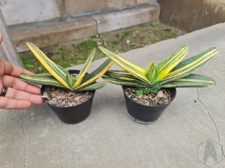 Gasteria (3).webp