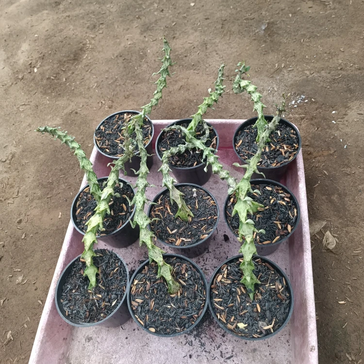 Ceropegia (1).webp