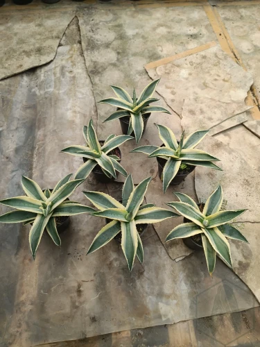 Agave (19).webp