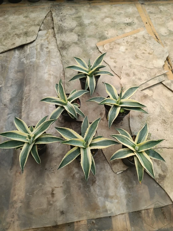 Agave (19).webp