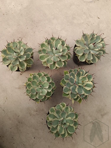 Agave (20).webp