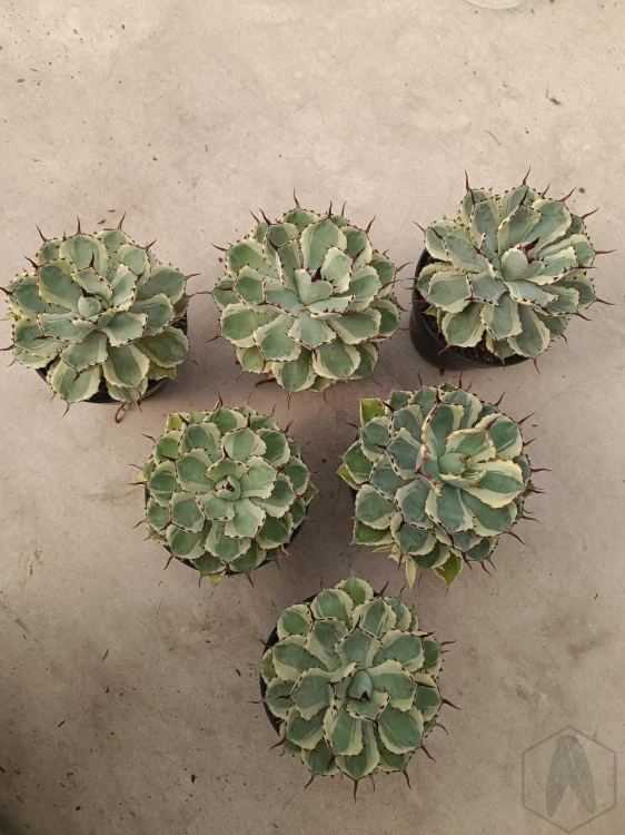 Agave (20).webp