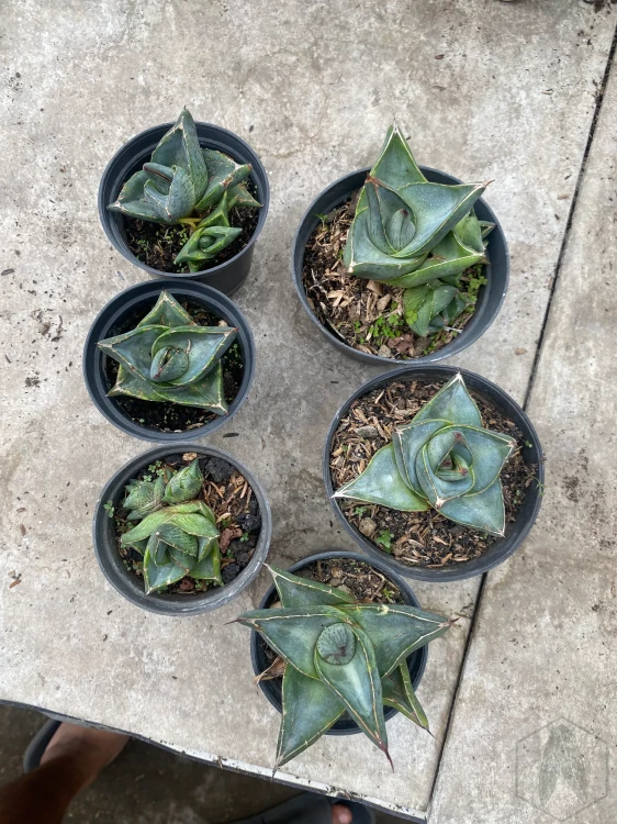Agave (21).webp