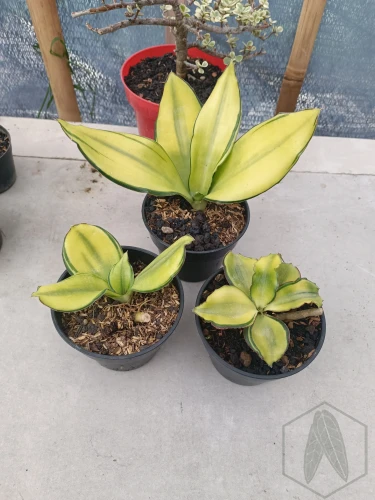 Sansevieria (43).webp