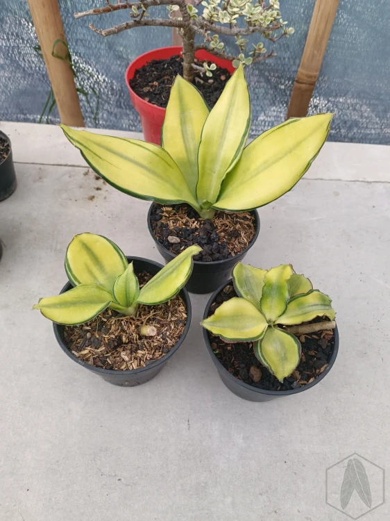 Sansevieria (43).webp