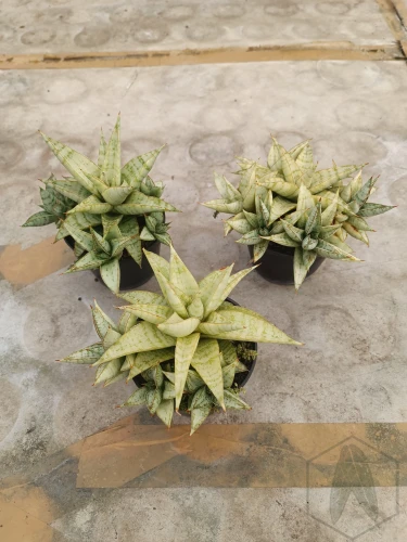 Sansevieria (44).webp