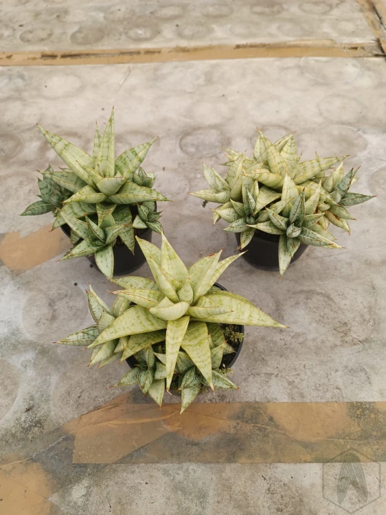 Sansevieria (44).webp