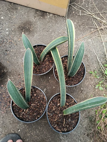 Sansevieria (45).webp