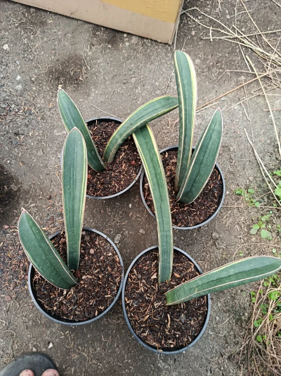 Sansevieria (45).webp