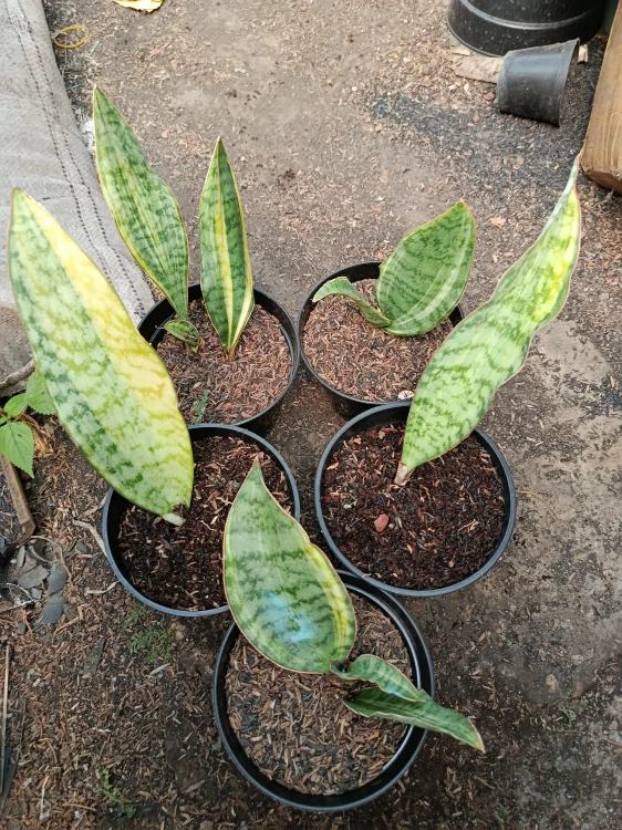 Sansevieria (46).webp