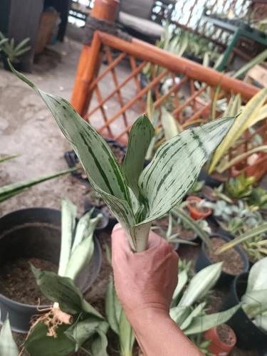 Sansevieria (47).webp