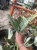 Sansevieria (47).webp