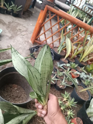 Sansevieria (48).webp