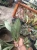 Sansevieria (48).webp