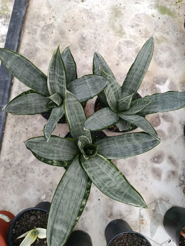 Sansevieria (49).webp