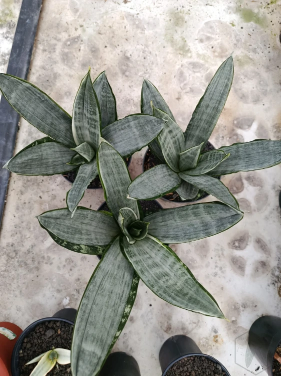 Sansevieria (49).webp