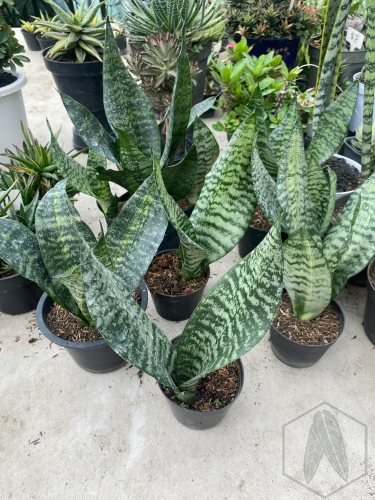 Sansevieria (50).webp
