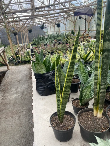 Sansevieria (52).webp