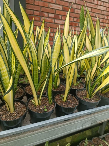 Sansevieria (53).webp