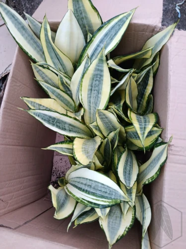 Sansevieria (54).webp