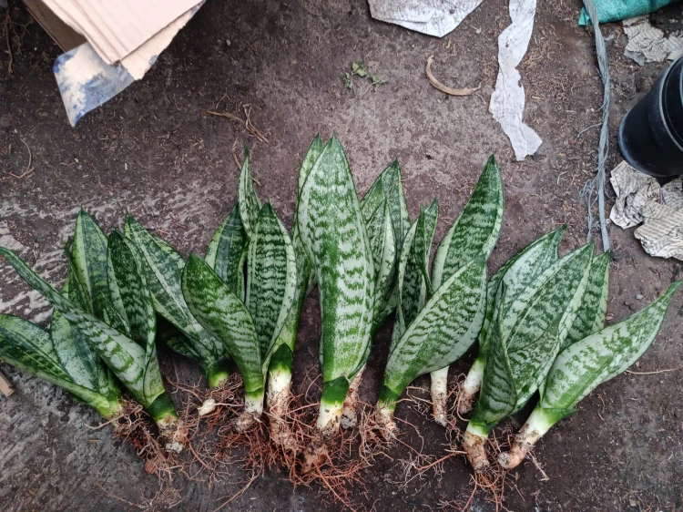 Sansevieria (55).webp