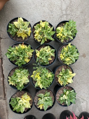 Haworthia (9).webp