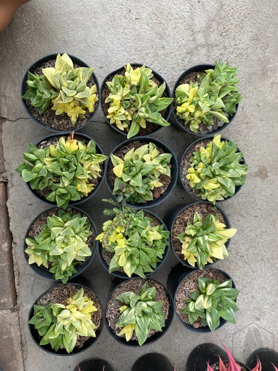 Haworthia (9).webp