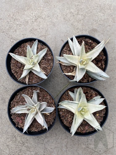 Gasteraloe (5).webp
