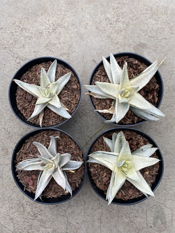 Gasteraloe (5).webp
