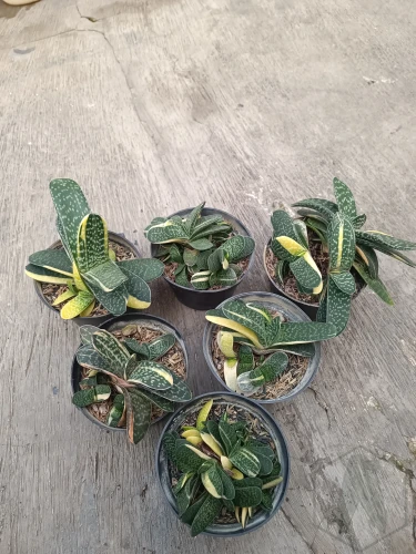 Gasteria (4).webp
