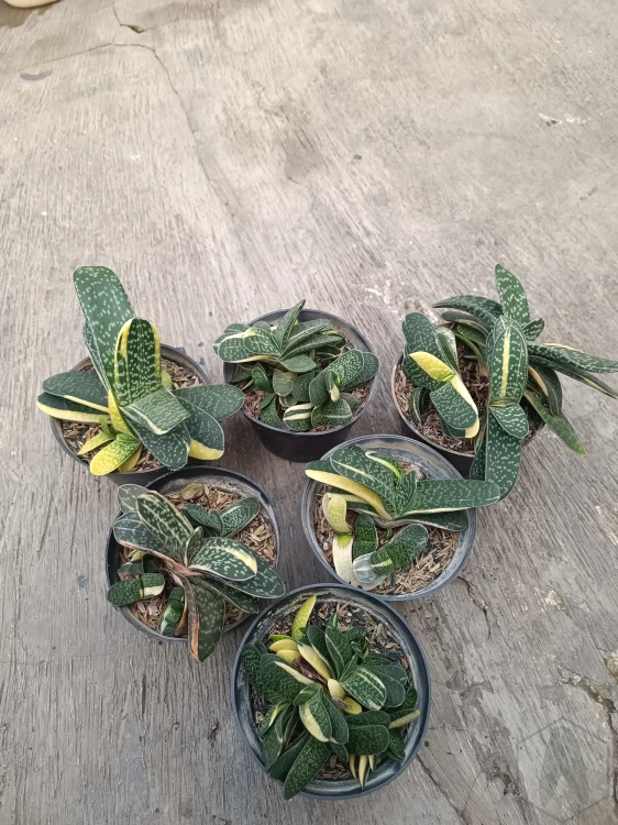 Gasteria (4).webp