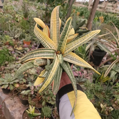 Gasteria (5).webp