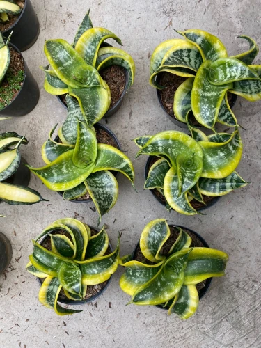 Sansevieria (57).webp
