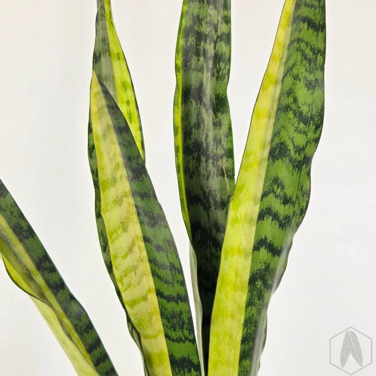 20260619_120916.webp