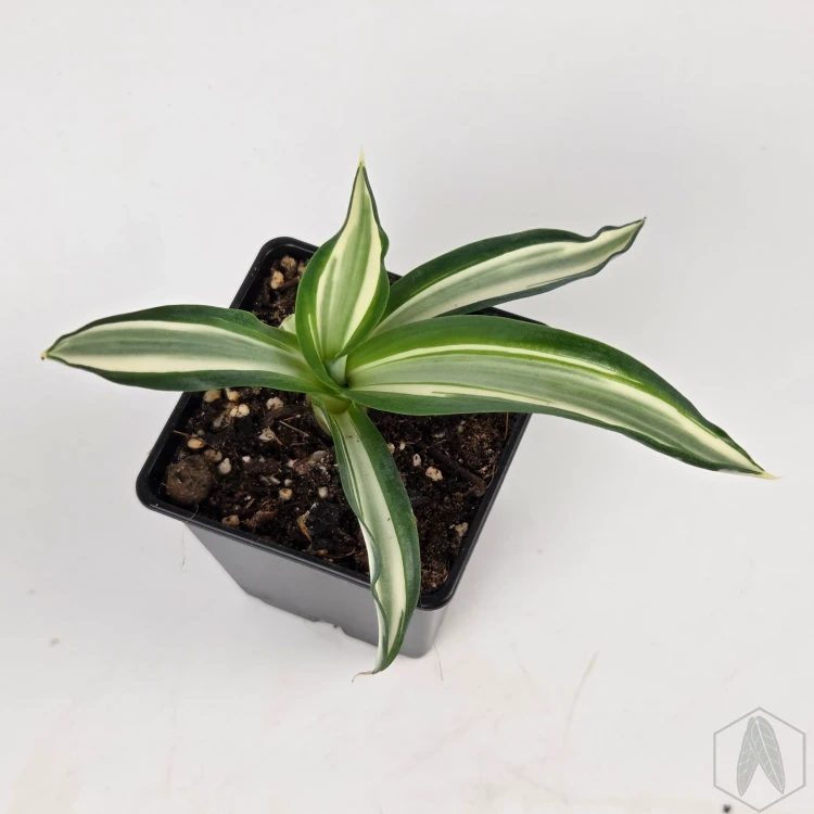 20260715_150100.webp