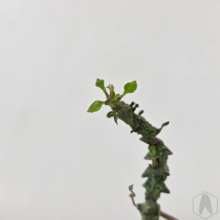 20260715_150312.webp