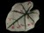 DSC04281-1.JPG