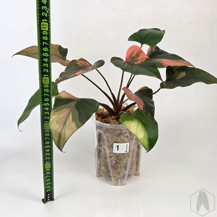 20260722_122141.webp