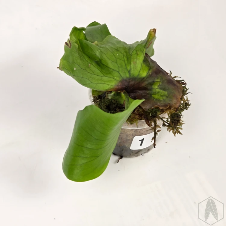 20260724_112323.webp