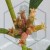 Hoja-Hoya-manipurensis-Kod-producenta-H33.jpg