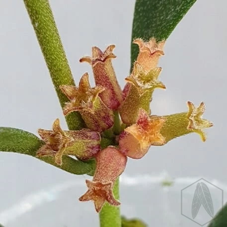 Hoja-Hoya-manipurensis-Kod-producenta-H33.jpg